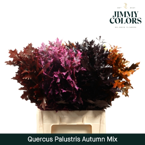 <h4>Quercus Palustris L60 Klbh. herfst mix</h4>