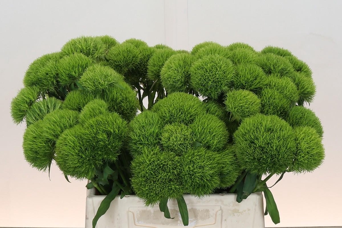 Dianthus Br Kiwi Mellow