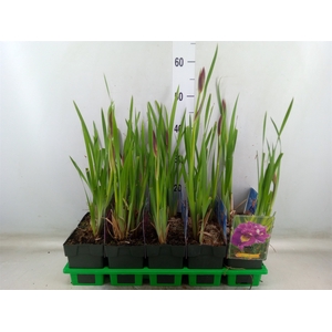 Iris sibirica