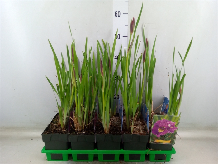 <h4>Iris sibirica</h4>