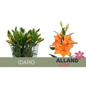 LI LA IDAHO