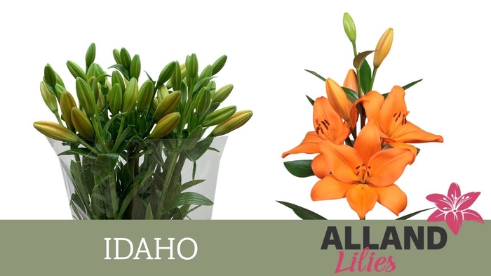 <h4>LI LA IDAHO</h4>