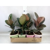 Arr.   Planten L%