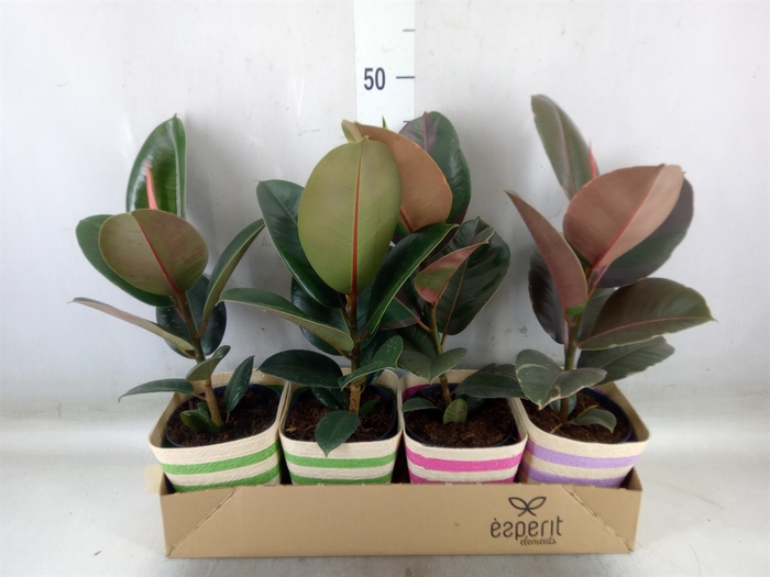 Arr.   Planten L%