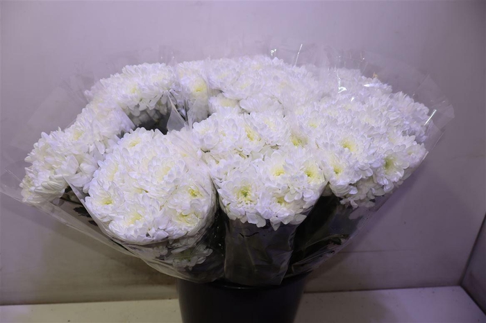 <h4>Chr T Altaj</h4>