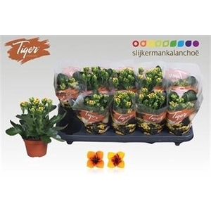 KAL EN TIGER GEM