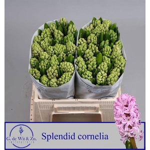 HYAC SPLEND CORNELIA