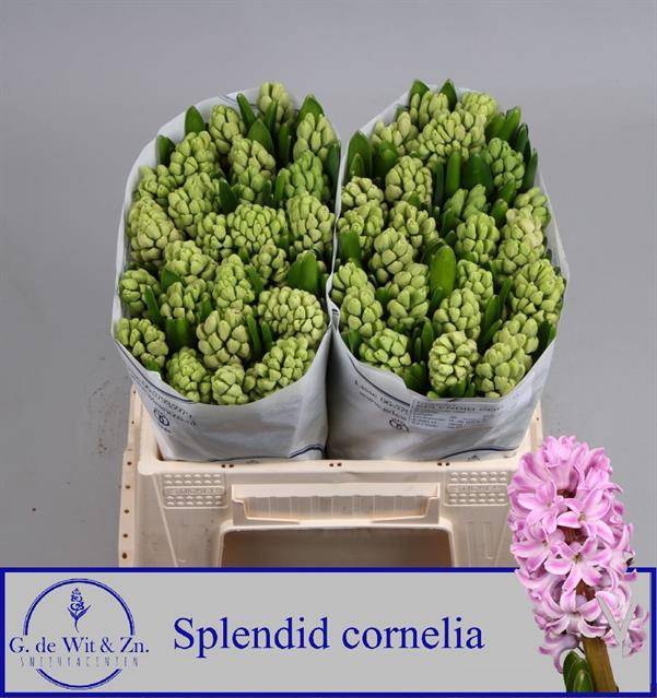 <h4>HYAC SPLEND CORNELIA</h4>