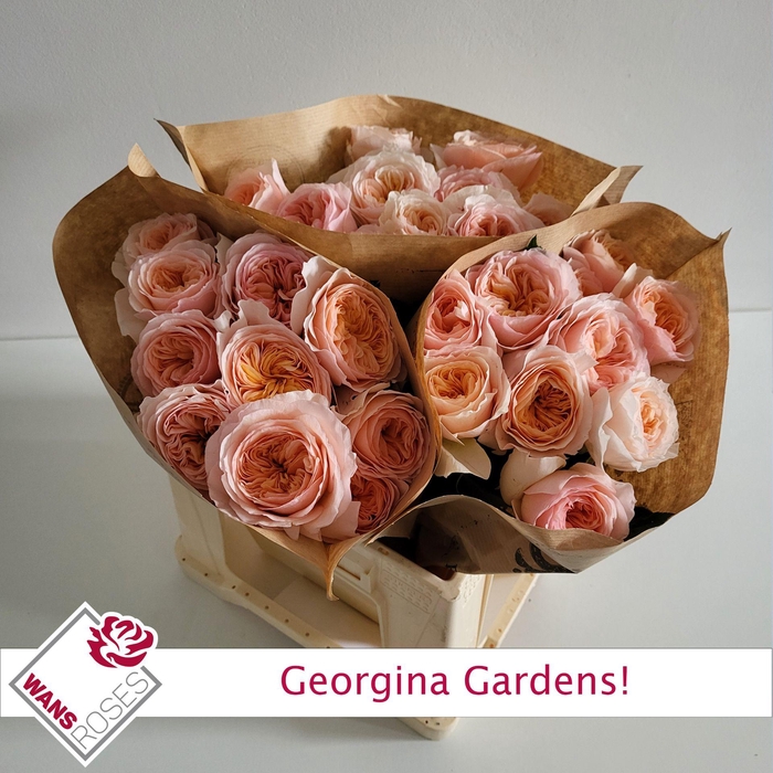 <h4>R GR GEORGI GARDENS!</h4>