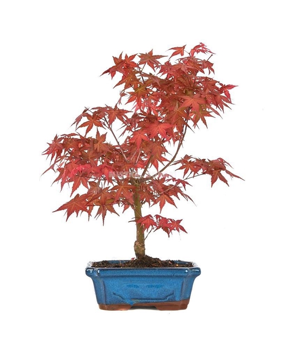 <h4>ACER PA DESHOJO</h4>