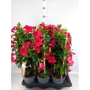 Mandevilla am. 'Diaman Topaze Ver'