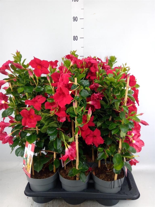 <h4>Mandevilla am. 'Diaman Topaze Ver'</h4>