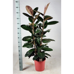 Ficus elastica 'Abidjan' Toef 130cm