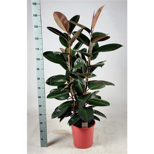 <h4>Ficus elastica 'Abidjan' Toef 130cm</h4>