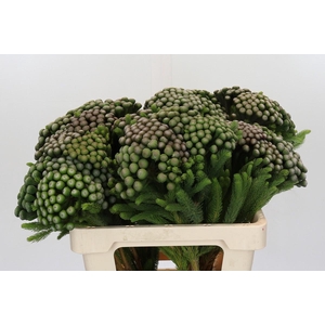 Kaaps Groen Albiflora