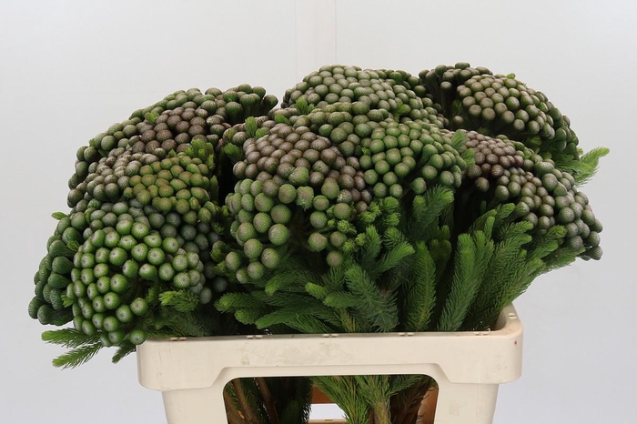 <h4>Cape Green Albiflora</h4>