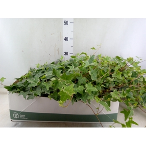 Hedera helix 'Mona Lisa'