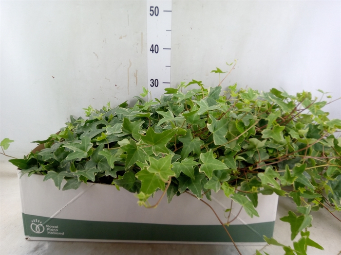 <h4>Hedera helix 'Mona Lisa'</h4>