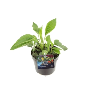 Rudbeckia fulgida Goldsturm