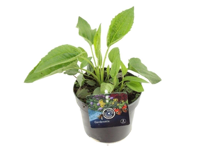 <h4>Rudbeckia fulgida Goldsturm</h4>