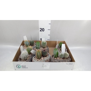 Cactus   ...