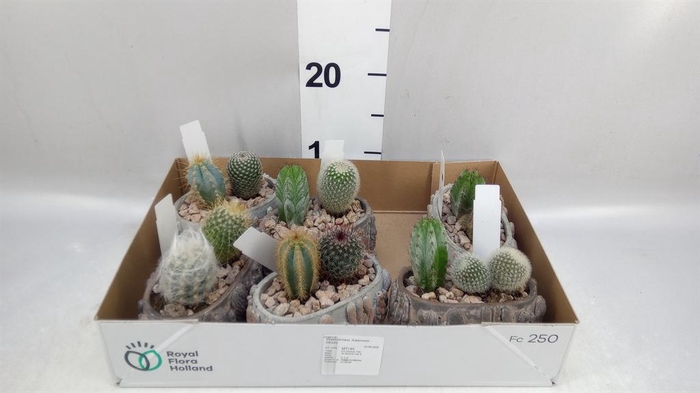 <h4>Cactus   ...</h4>