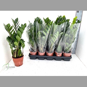 ZAMIO ZAMIIFOLIA