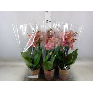 Phalaenopsis   ...orange