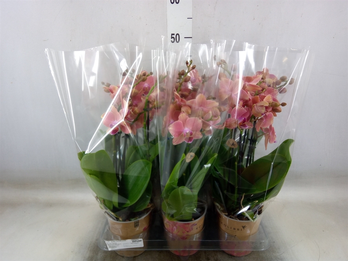 <h4>Phalaenopsis   ...orange</h4>