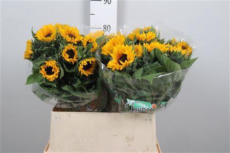 <h4>Heli Orange Fire</h4>