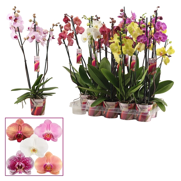 <h4>Phalaenopsis 3 tak mix (Scenza)</h4>