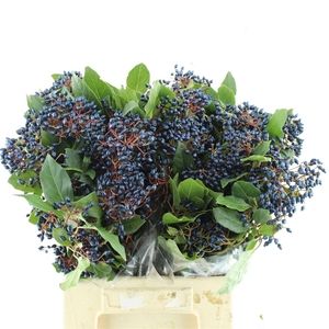 VIBURNUM MET BES BOS