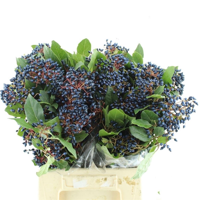<h4>VIBURNUM MET BES BOS</h4>