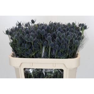 Eryngium Blue Dynamite