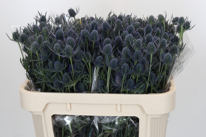 <h4>Eryngium Blue Dynamite</h4>