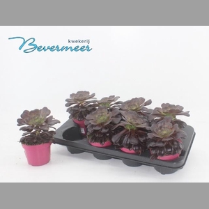 AEONIUM AB VELOURS