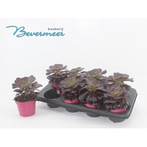 AEONIUM AB VELOURS
