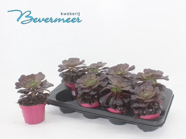 <h4>AEONIUM AB VELOURS</h4>