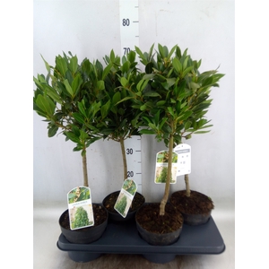 Laurus nobilis