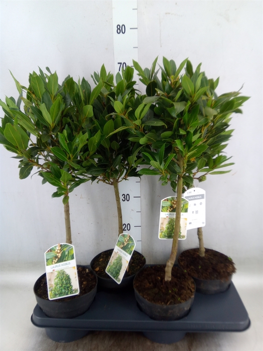 <h4>Laurus nobilis</h4>