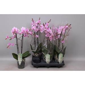 PHAL MF F ROSANNE