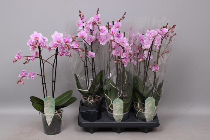<h4>PHAL MF F ROSANNE</h4>