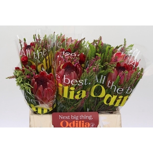 BQ Protea Silvia SFB