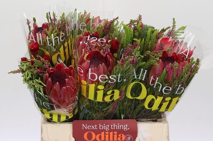 BQ Protea Silvia SFB