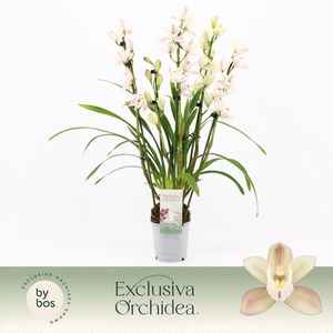 Cymbidium, Yuki 5-spike 'Exclusiva Orchidea'