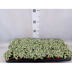 Fittonia  'Mosaic White Forest Fla'