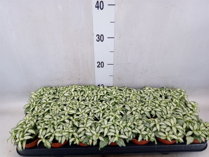 <h4>Fittonia  'Mosaic White Forest Fla'</h4>