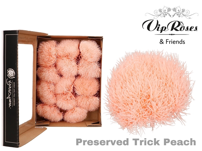 R PRESERVED TRICK PEACH (10-12 Pcs.)