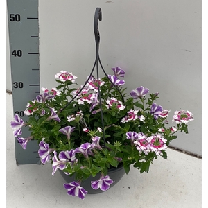 PERKPL GEM IN POT