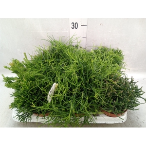 Rhipsalis   ...mix